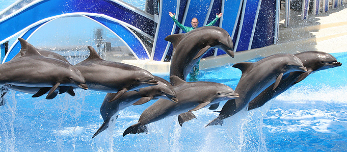 Dolphins in Orlando
