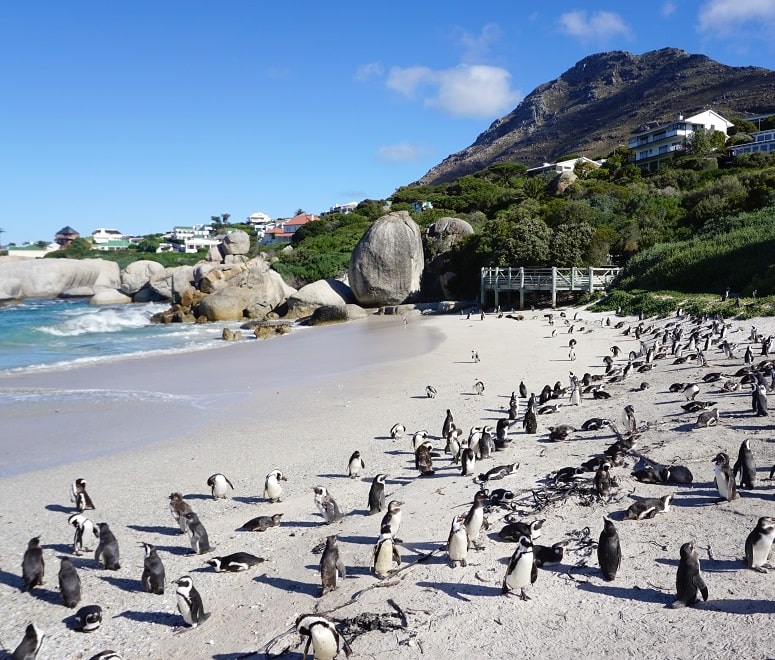 Boulders Beach