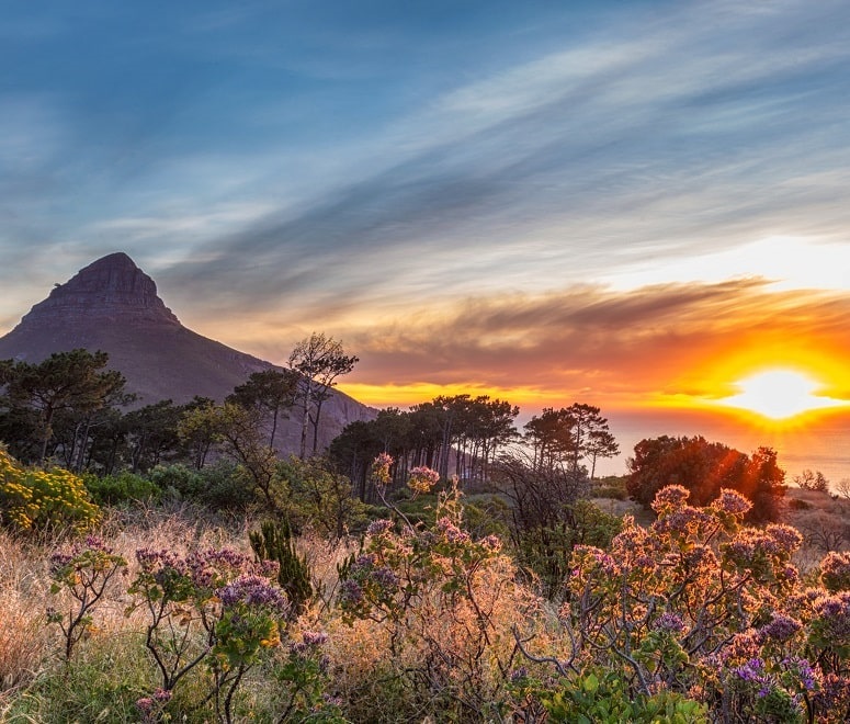 Lion's Head