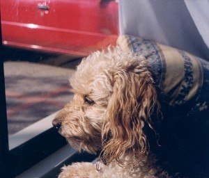 Dog on train