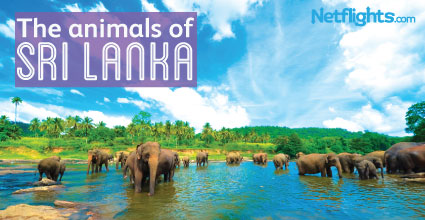 The animals of Sri Lanka 