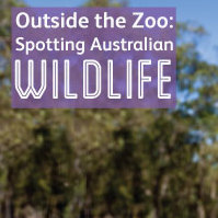 Outside the zoo: Spotting Australian wildlife