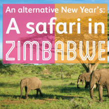 An alternative New Year: Safari in Zimbabwe