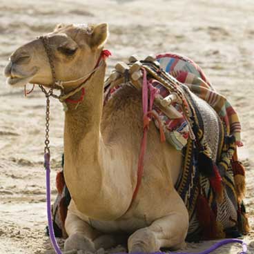 Camel in Dubai desert