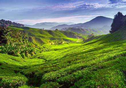 Cameron Highlands