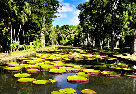 Gardens in Mauritius