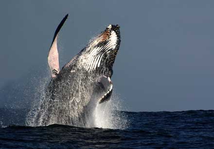 Humpback whale