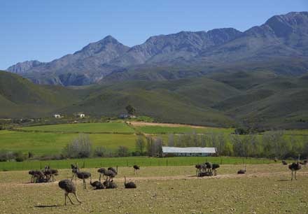 Ostrich farm in Outdshoorn