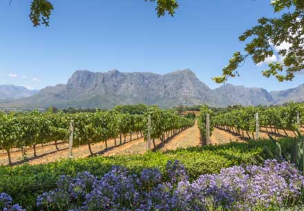 South Africa Winelands