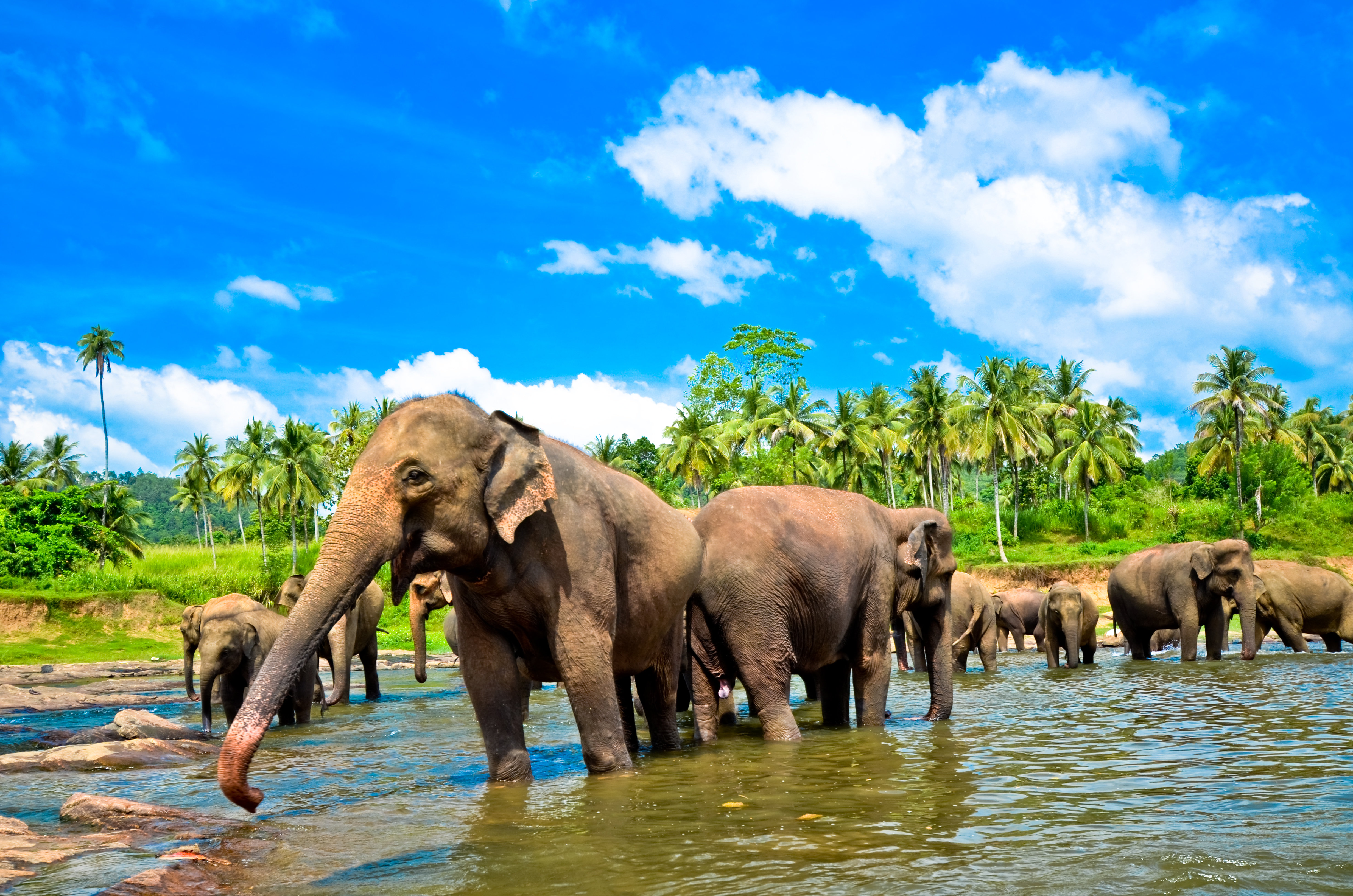 Sri Lankan elephant