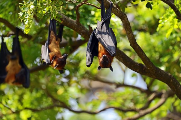 Sri Lankan flying foxes