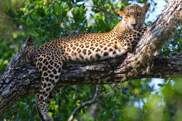 Sri Lankan leopard