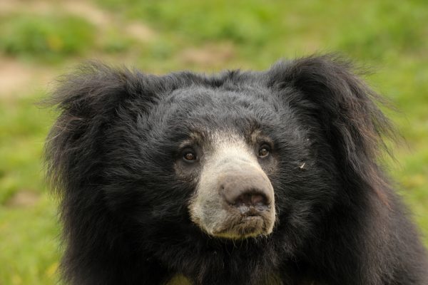 Sri Lankan sloth bear