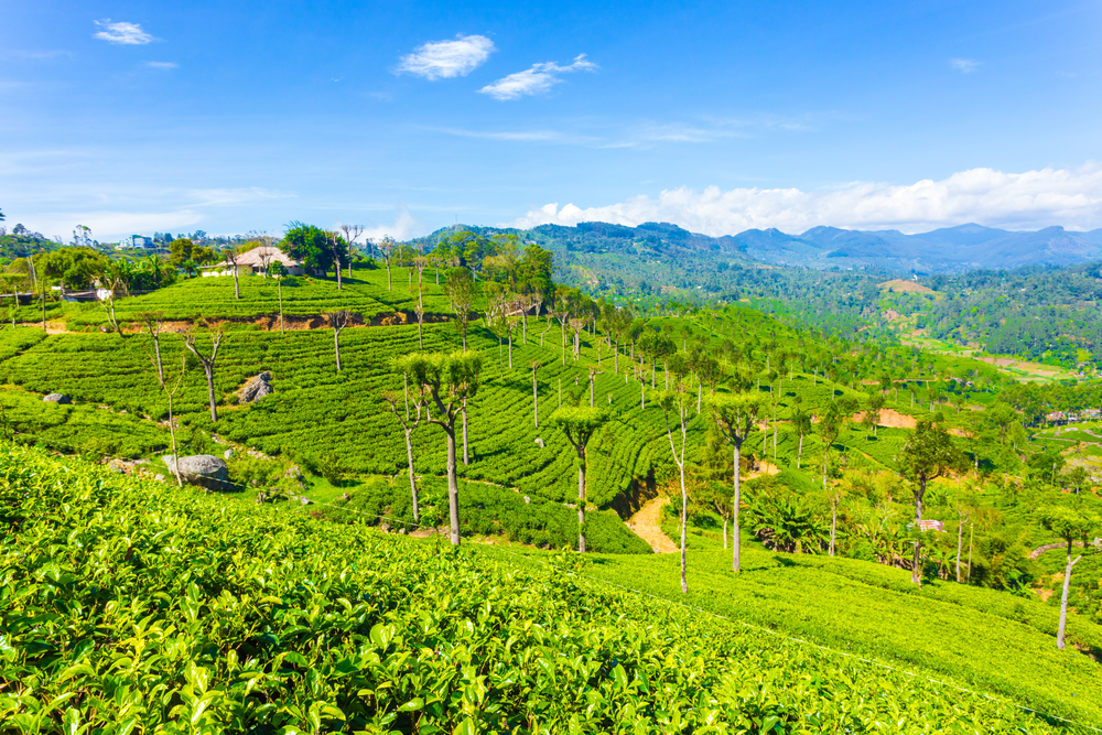 Tea plantation Haputale