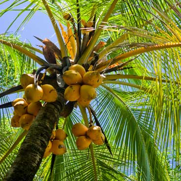 Coconut tree in Florida