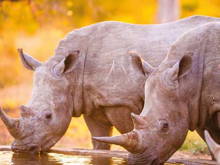 Rhino South Africa
