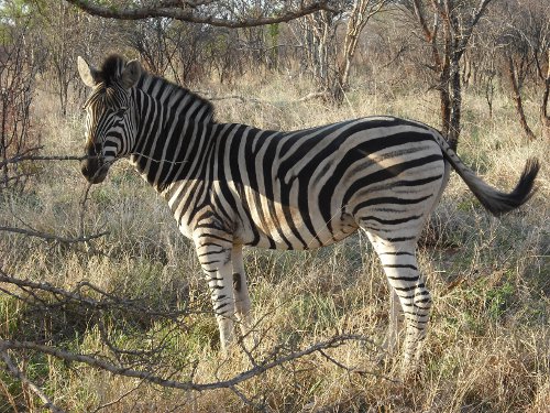 Safari Lodge