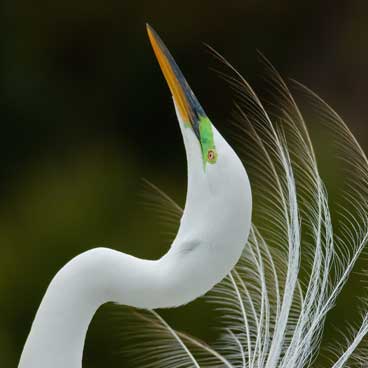 Tropical bird in Florida