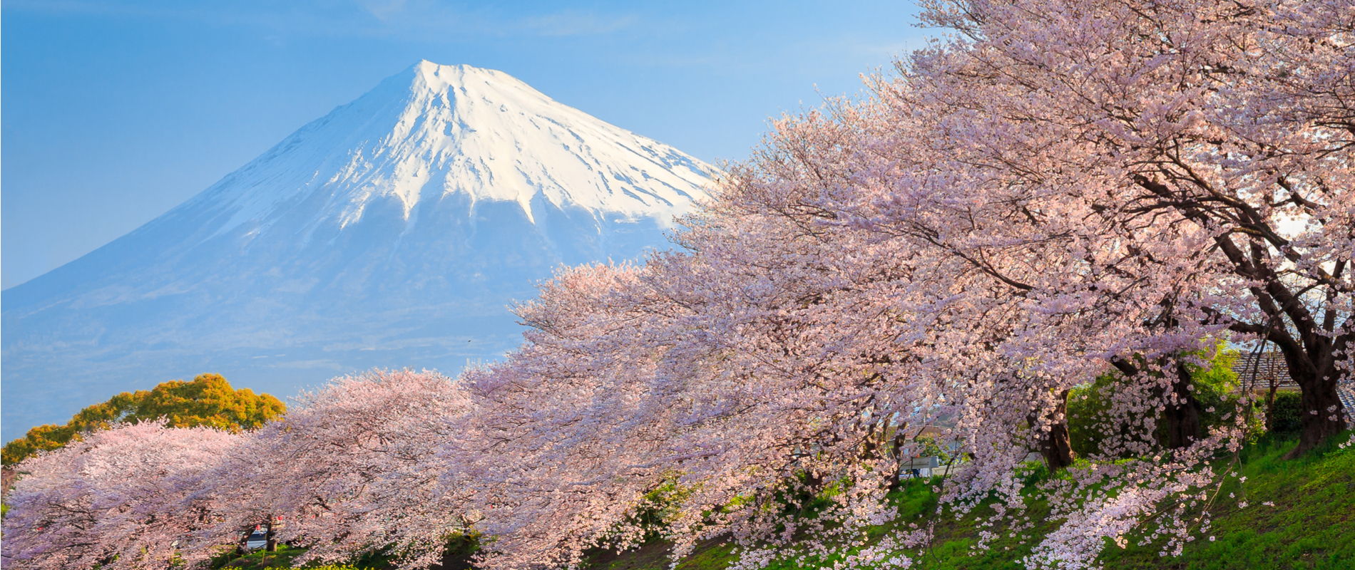 Sakura and Mountain Fuji