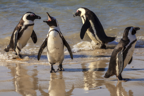 South Africa penguins