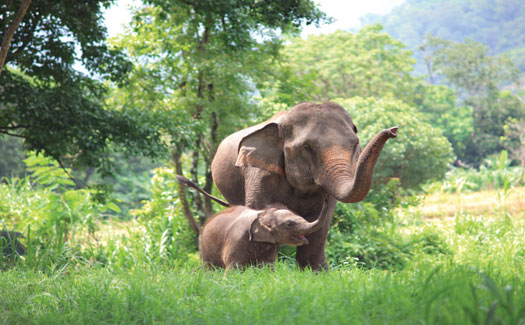 Wildlife-Thailand-