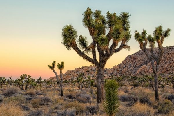 Joshua Tree National Park