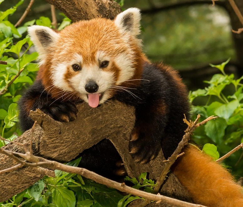 Central Park Zoo
