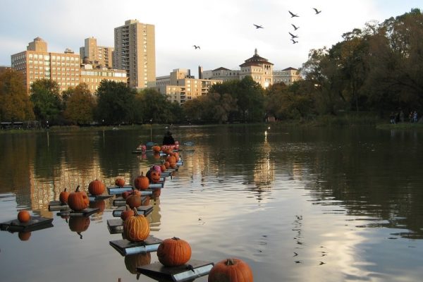 Pumpkin flotilla