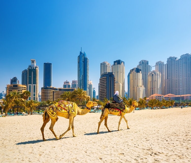 Dubai camels