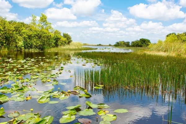 The Everglades