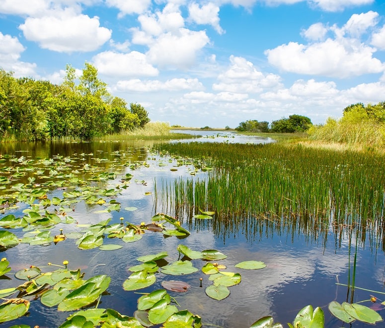 The Everglades