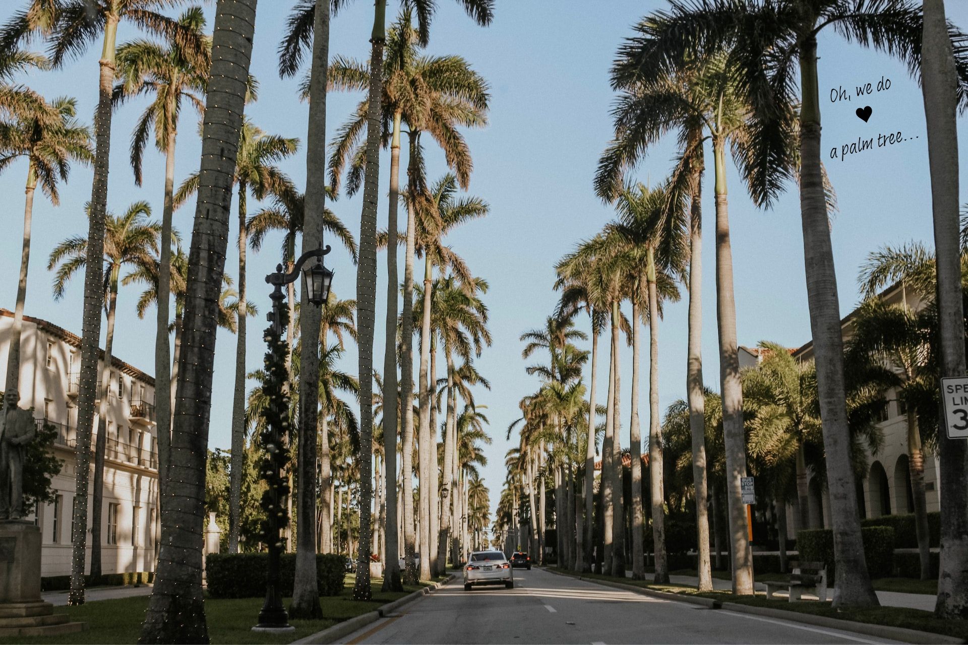 A street, lined by palm trees, in Palm Beach, Florida.