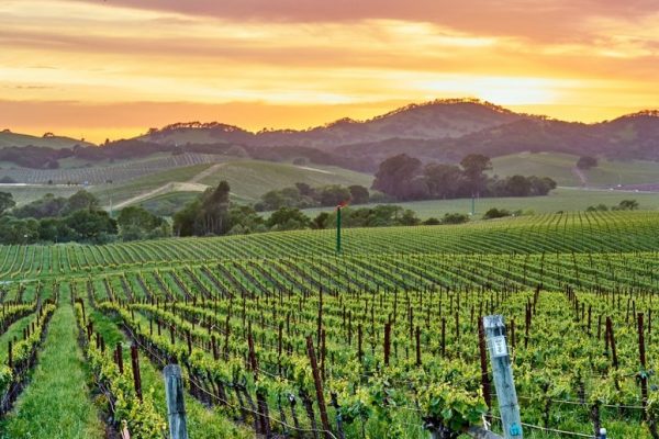 Napa Valley USA
