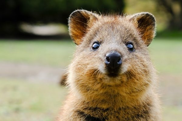 Quokka on Rottnest Island