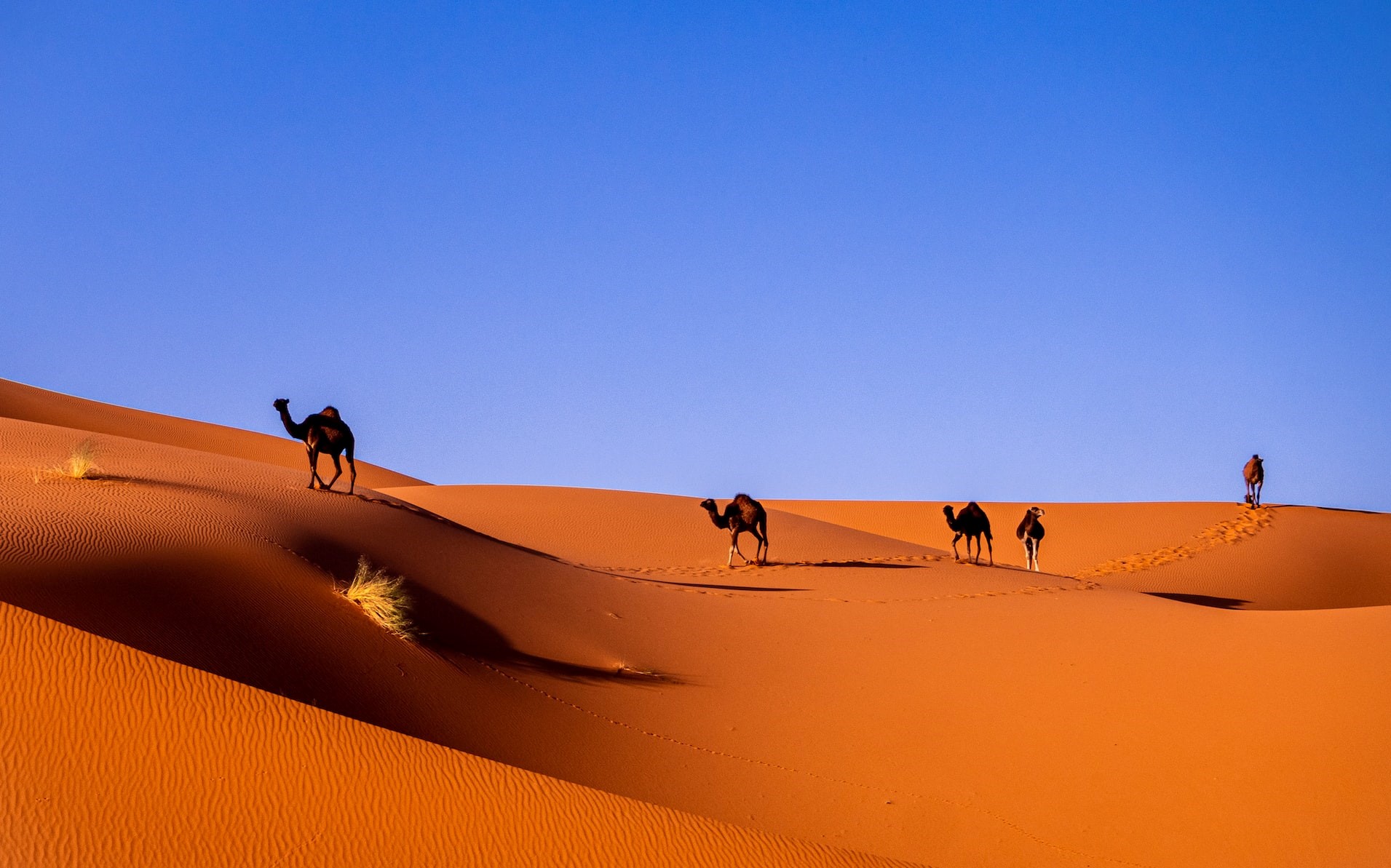 An image of camels crossing the desert in Morocco.