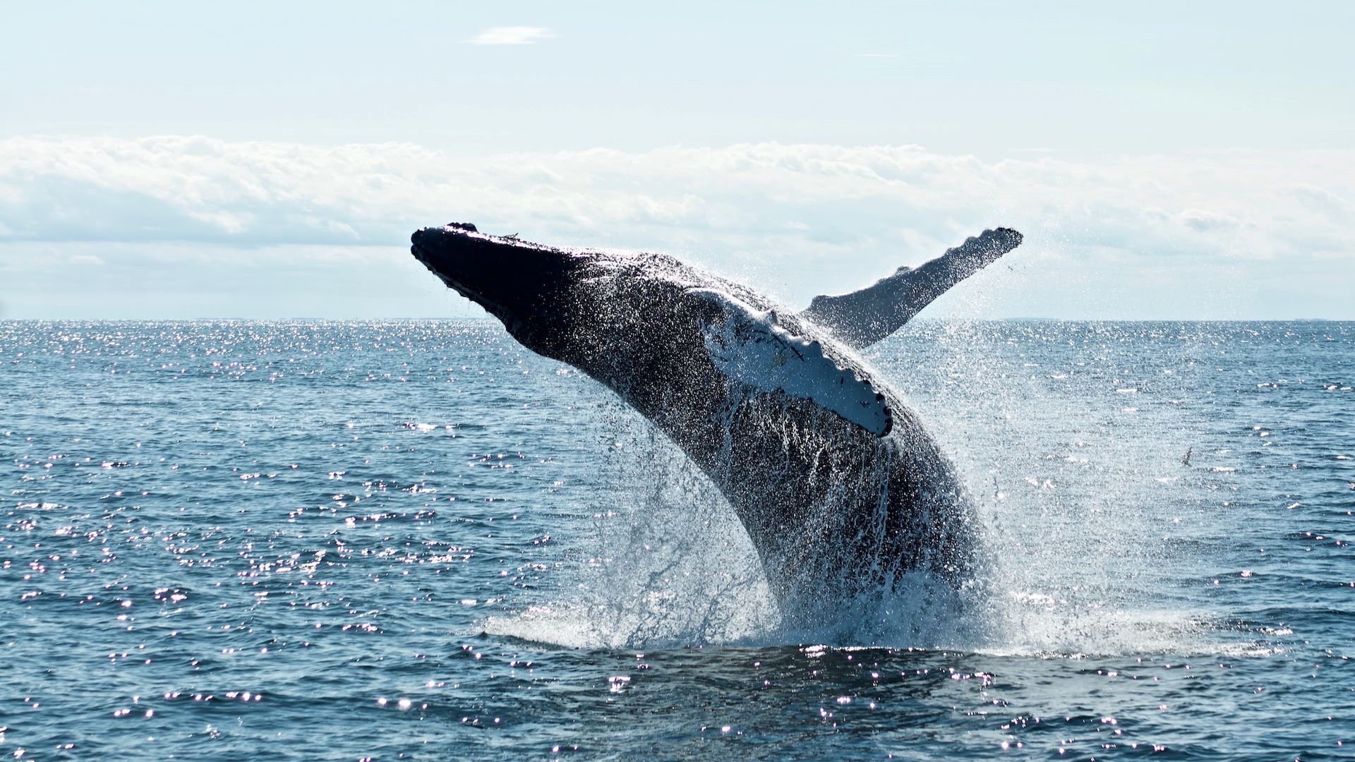 A whale leaps out of the water.