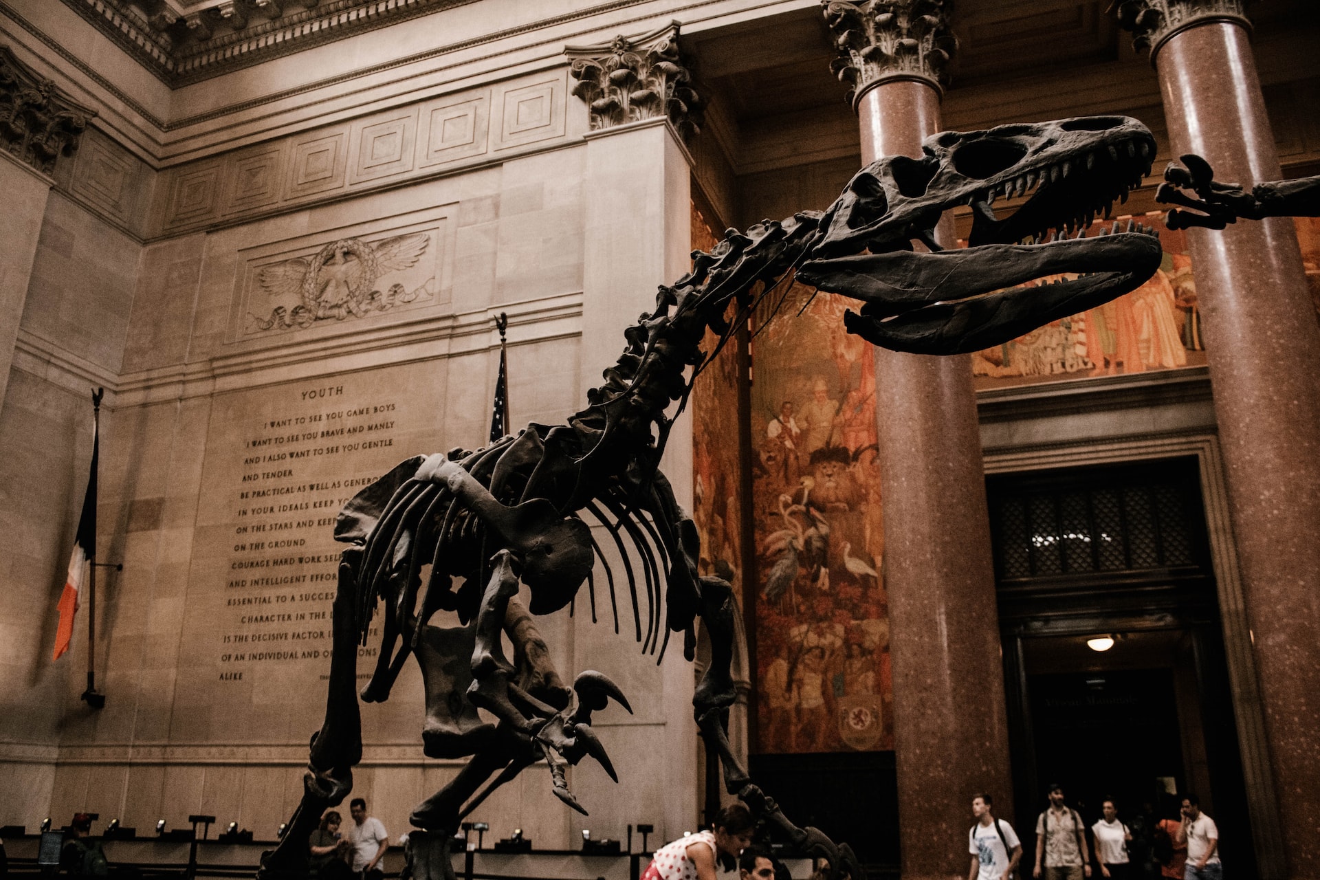 A dinosaur's skeleton in the American Museum of Natural History.