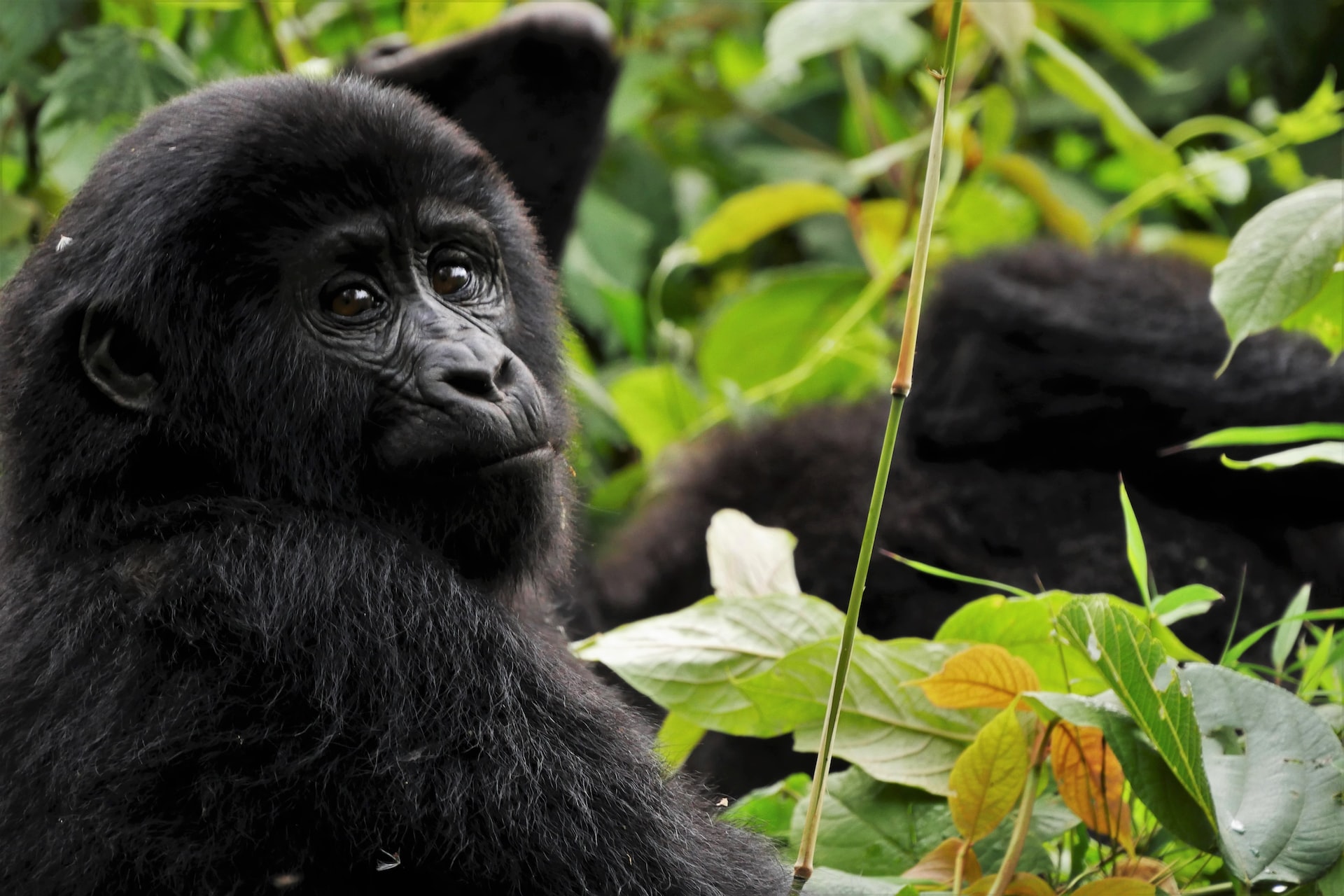 bwindi-impenetrable-national-park