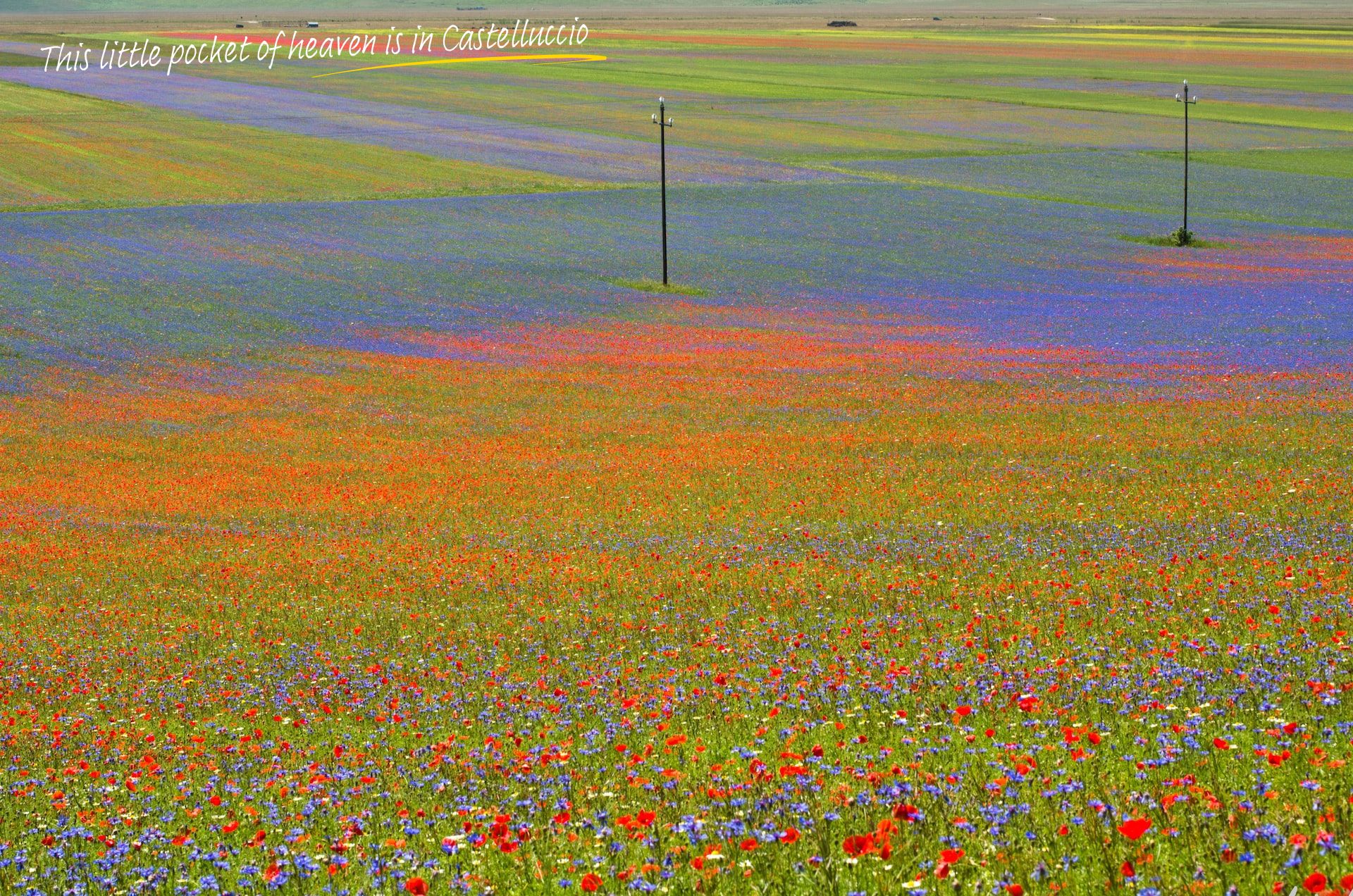 A field covered in a rainbow of colours in Castelluccio, Umbria.