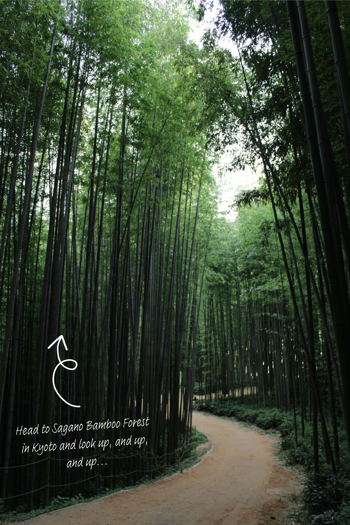 Bamboo trees rise high into the sky, a path winding through them.