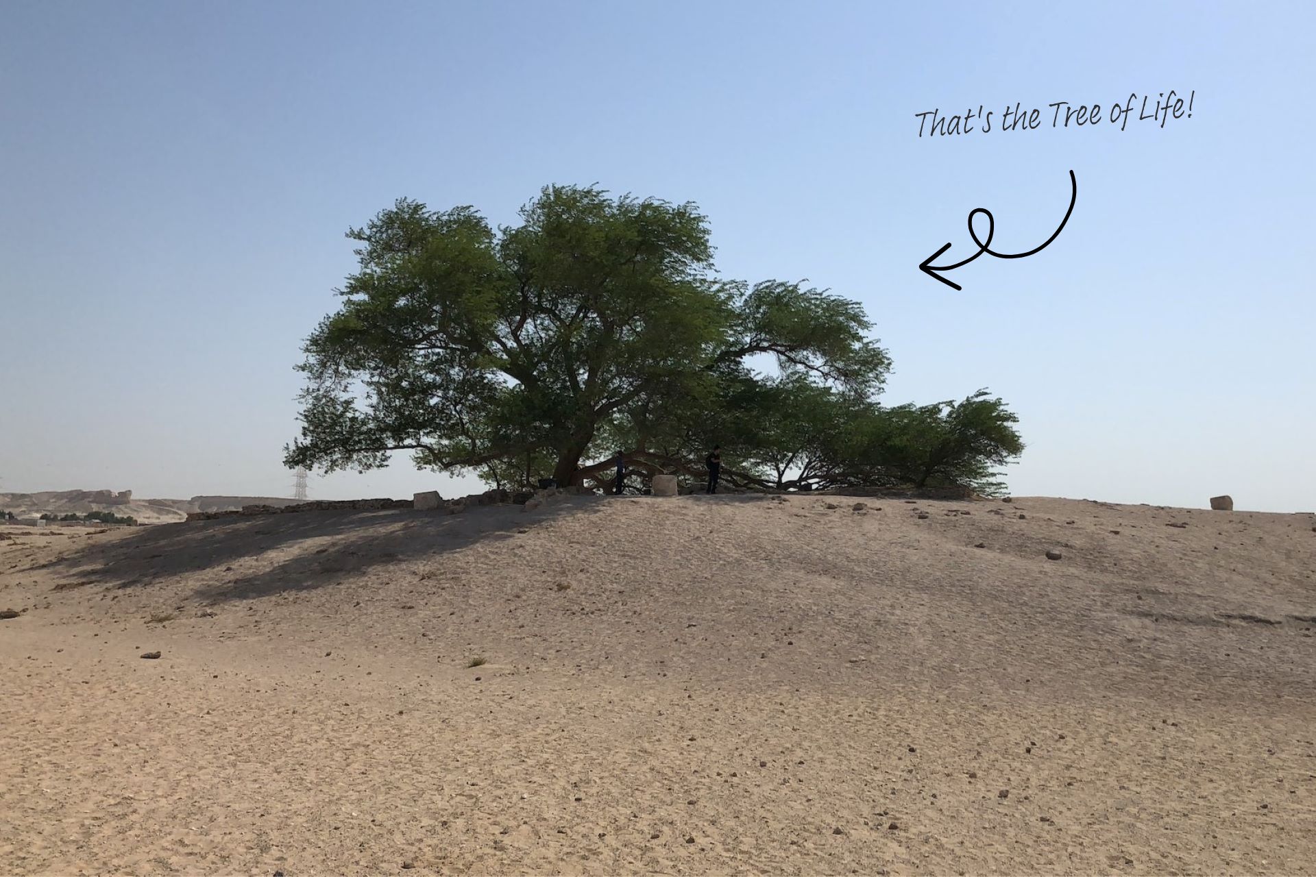 The Tree of Life stands in the desert.