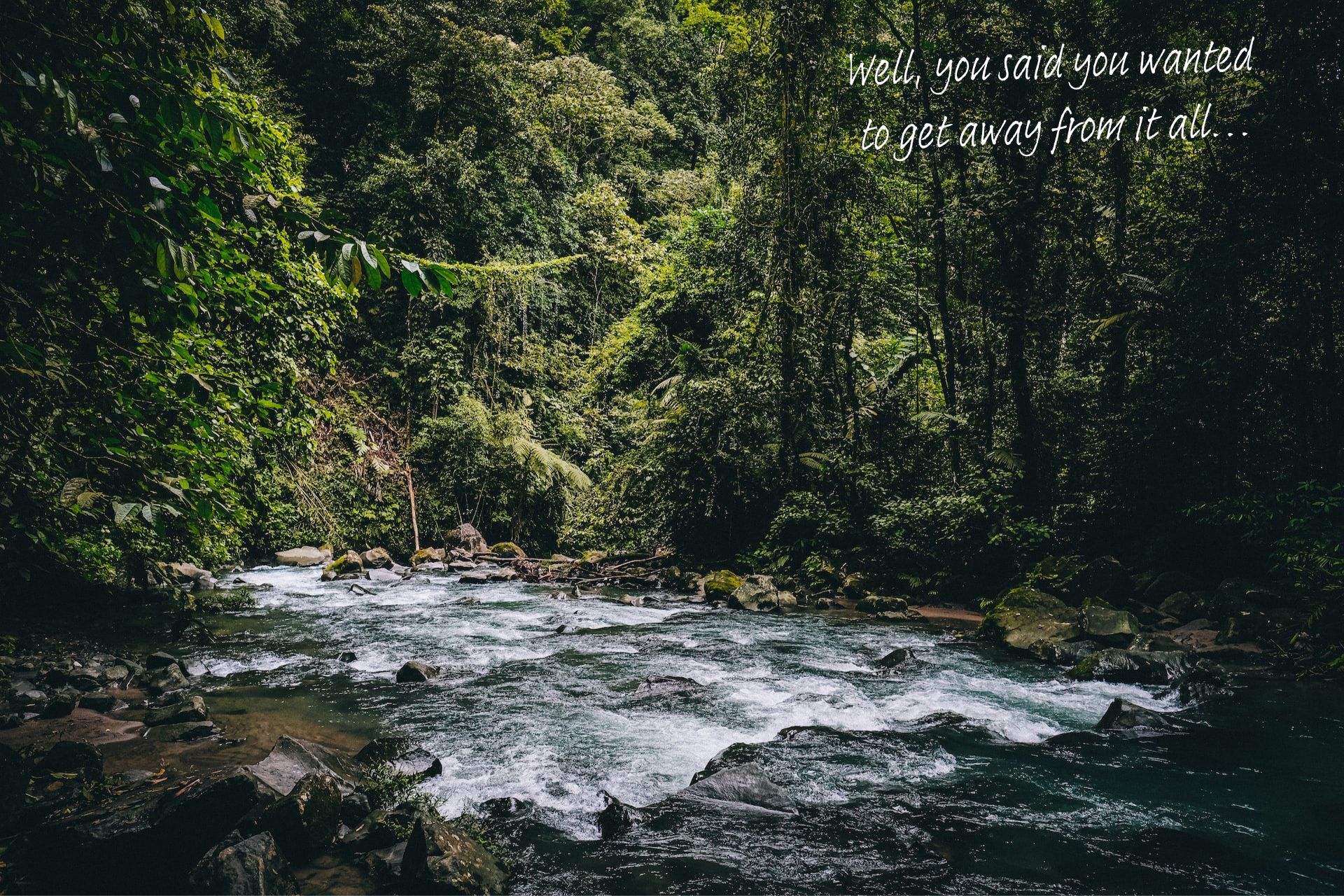 A pool in the middle of a Costa Rican jungle, lush greenery all around it, the sun just peeking through the canopy.