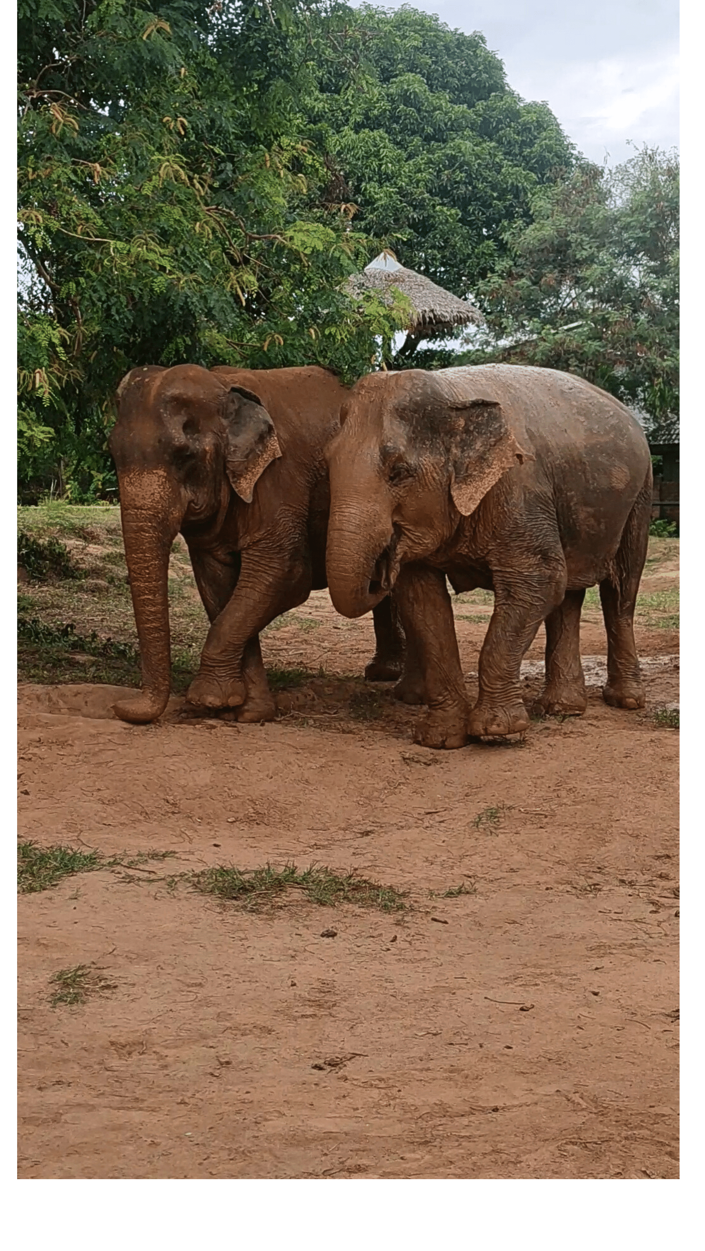 Copy of SamuiElephantSanctuary3