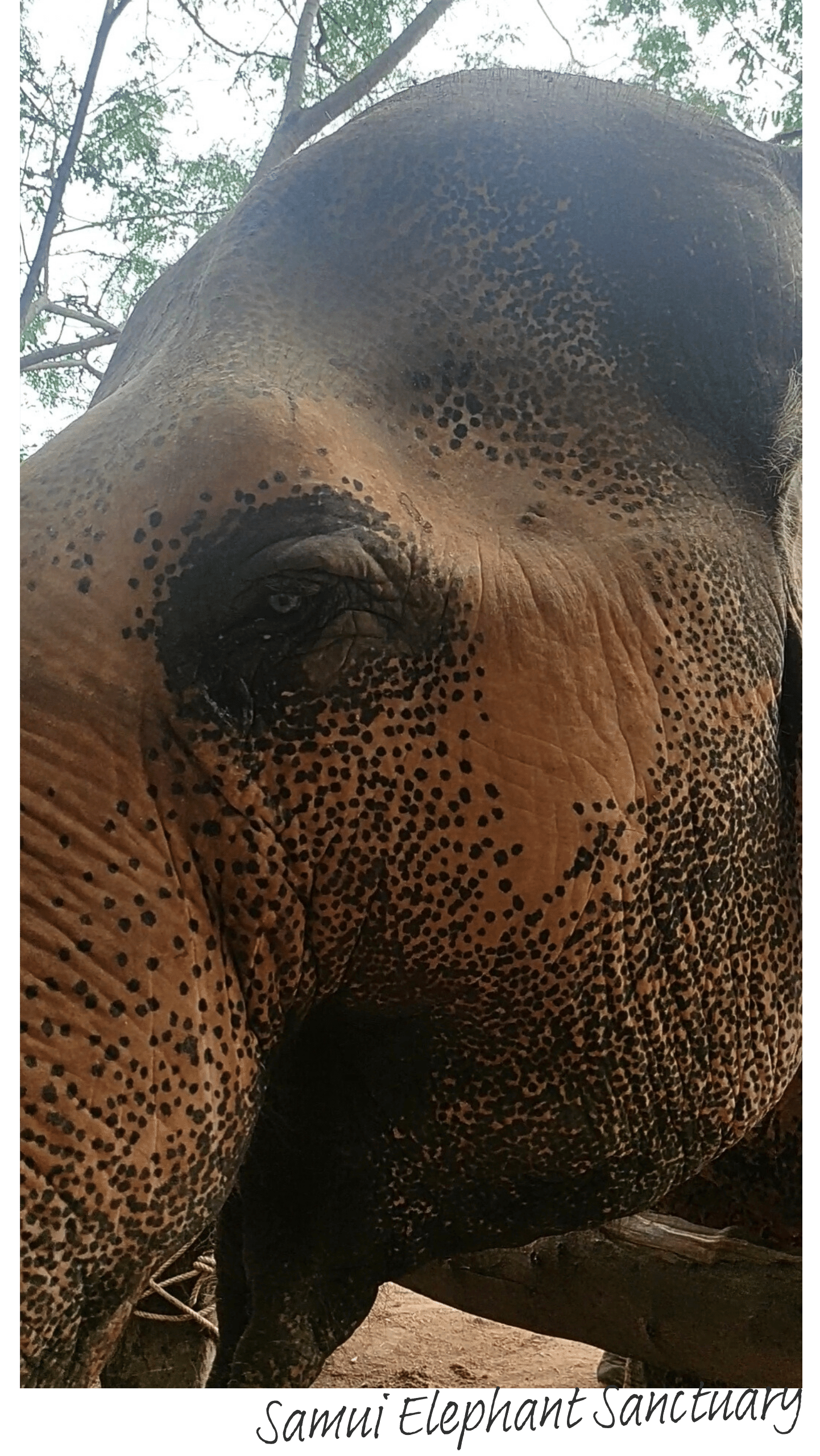 SamuiElephantSanctuary1