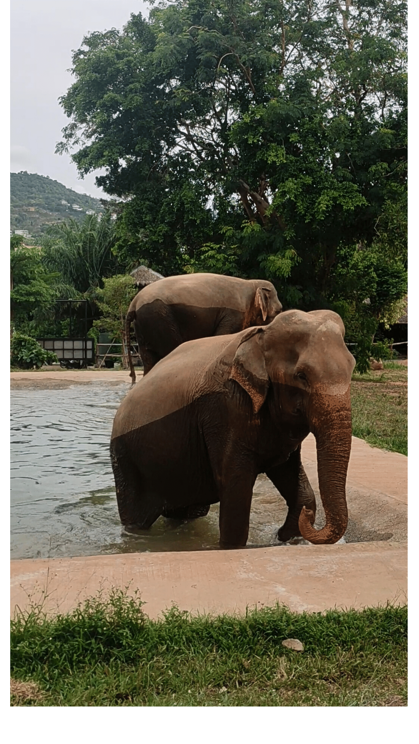 SamuiElephantSanctuary2