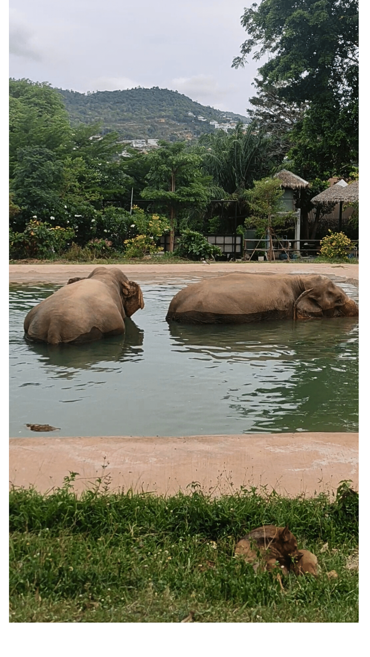 SamuiElephantSanctuary3