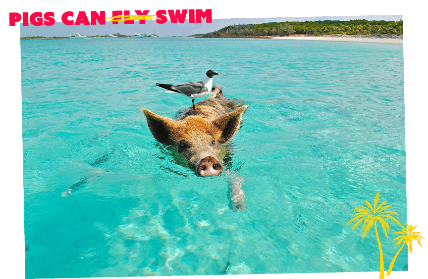 Pig Beach in the Bahamas is one of the world's most unique beaches.