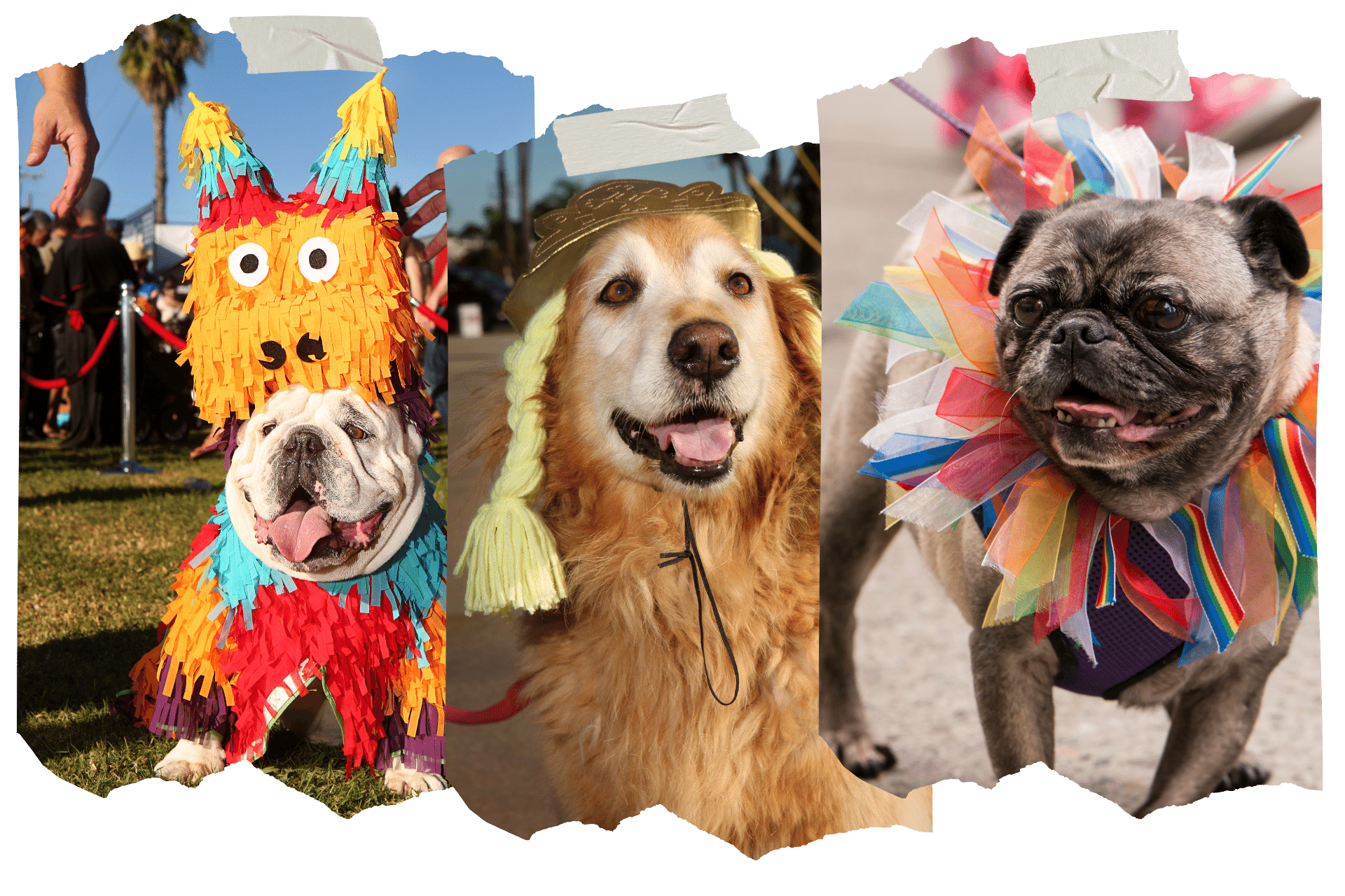 The Tompkins Park Dog Halloween Parade is one of New York's best Halloween events