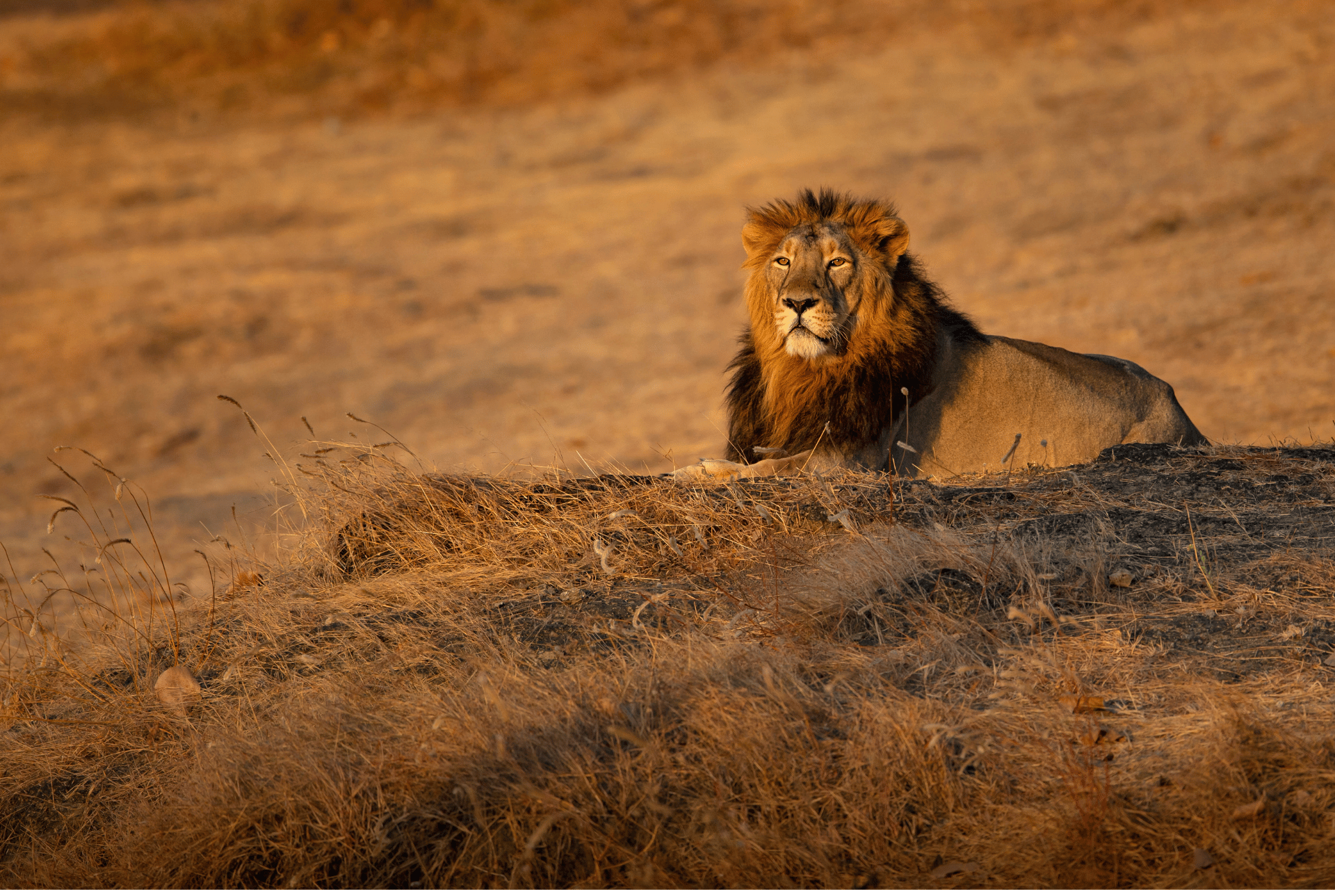 Race Across the World 2025: From McLeod Ganj to Sasan Gir