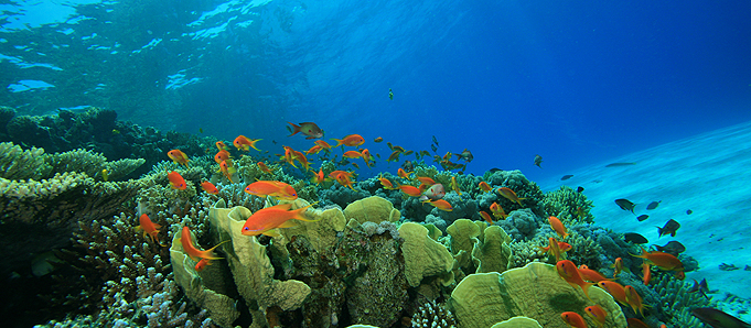 An underwater view in Cairns